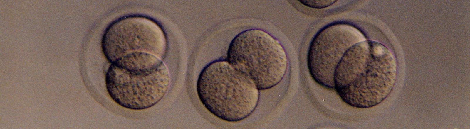 生物学胚胎图像